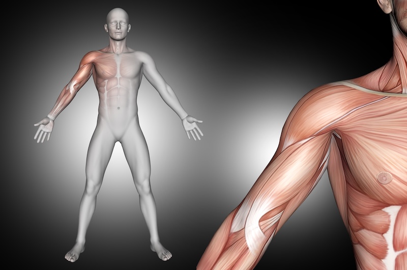 Muskler i 3D